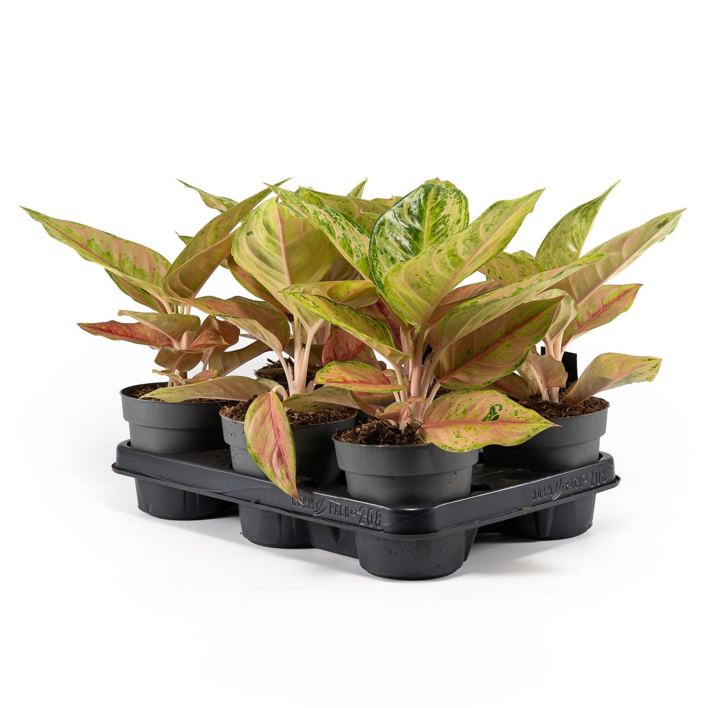 Aglaonema 12cm Pink Surprise Tray - Green Plant The Horti House