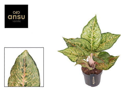 Aglaonema 12cm Pistachio Pink - Green Plant The Horti House