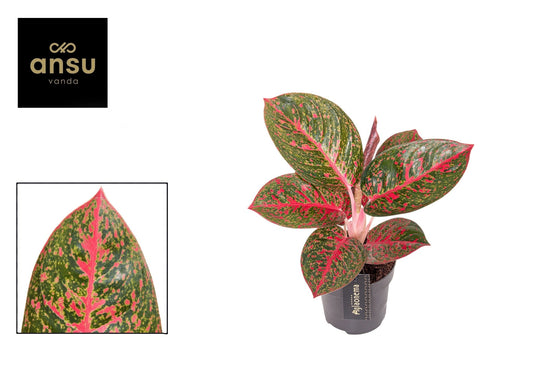 Aglaonema 12cm Red Sprinkles - Green Plant The Horti House