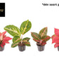 Aglaonema 12cm Red Surprise Tray - Green Plant The Horti House