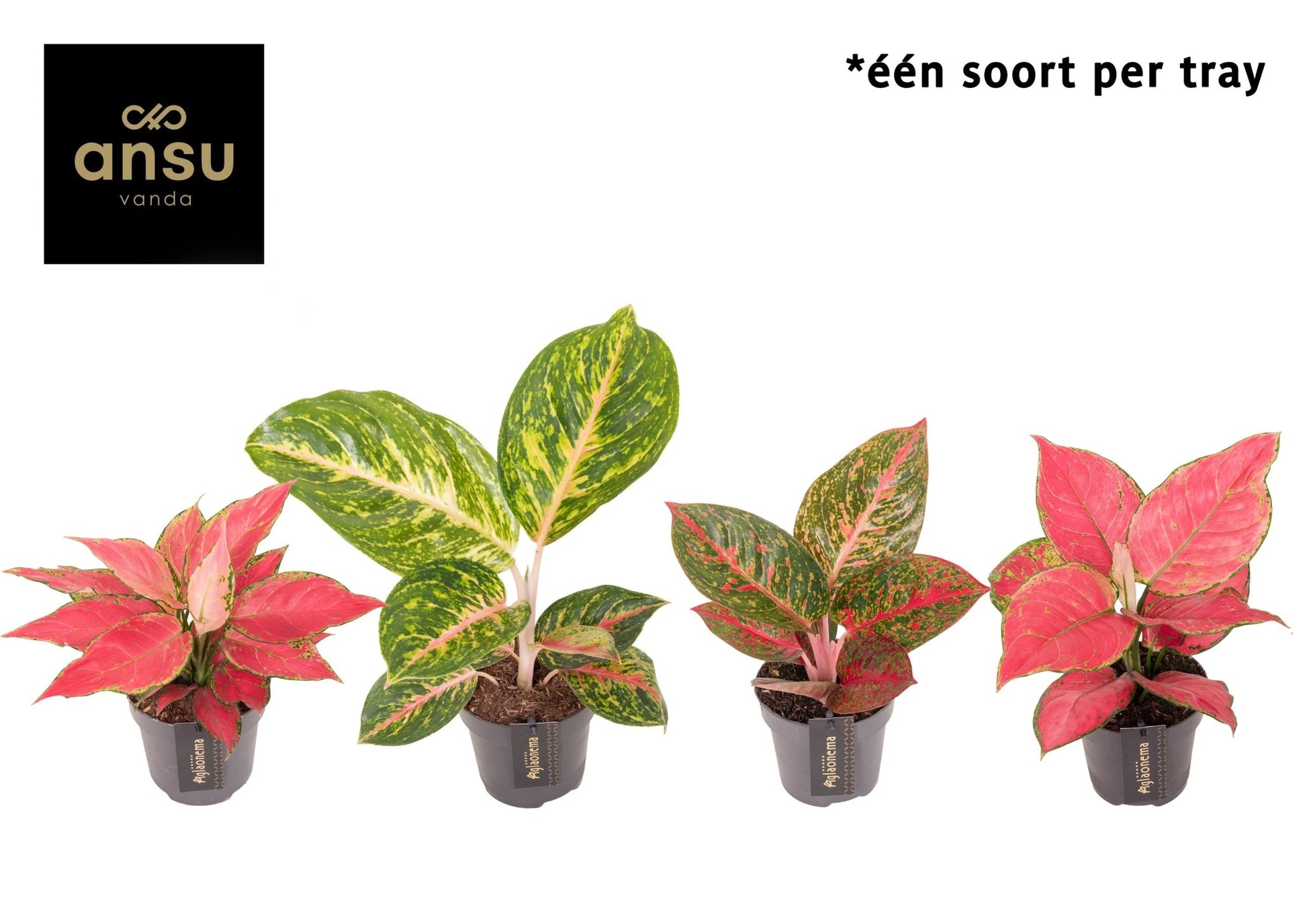 Aglaonema 12cm Red Surprise Tray - Green Plant The Horti House