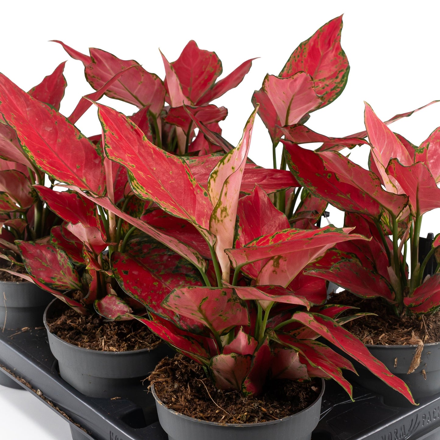 Aglaonema 12cm Red Surprise Tray - Green Plant The Horti House