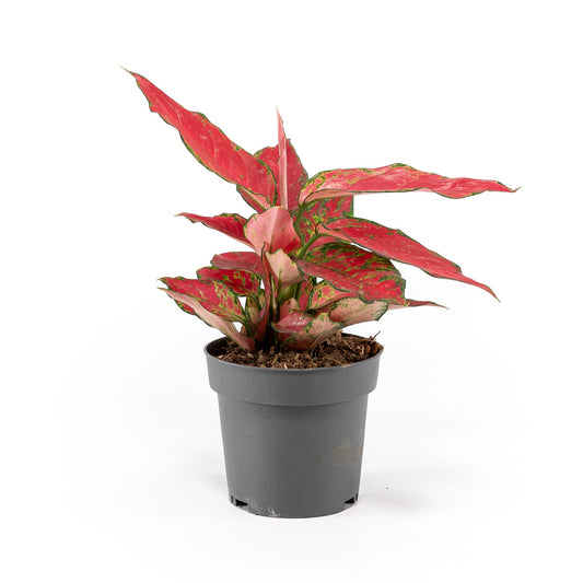 Aglaonema 12cm Red Surprise Tray - Green Plant The Horti House