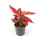 Aglaonema 12cm Red Surprise Tray - Green Plant The Horti House