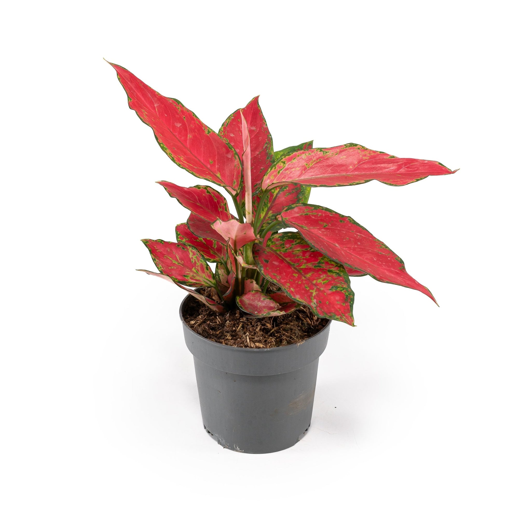 Aglaonema 12cm Red Surprise Tray - Green Plant The Horti House