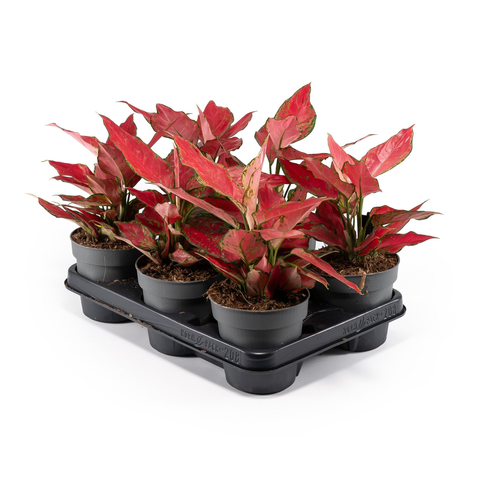 Aglaonema 12cm Red Surprise Tray - Green Plant The Horti House
