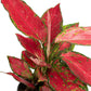 Aglaonema 12cm Red Surprise Tray - Green Plant The Horti House
