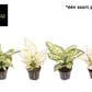 Aglaonema 12cm Surprise Tray White - Green Plant The Horti House