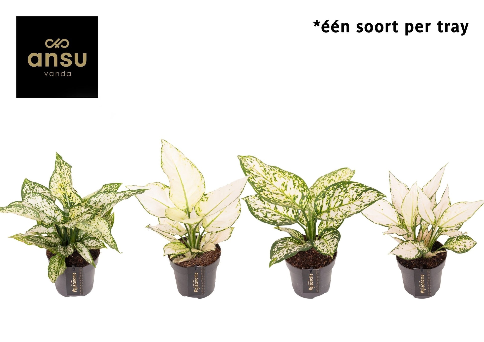 Aglaonema 12cm Surprise Tray White - Green Plant The Horti House