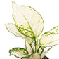 Aglaonema 12cm Surprise Tray White - Green Plant The Horti House