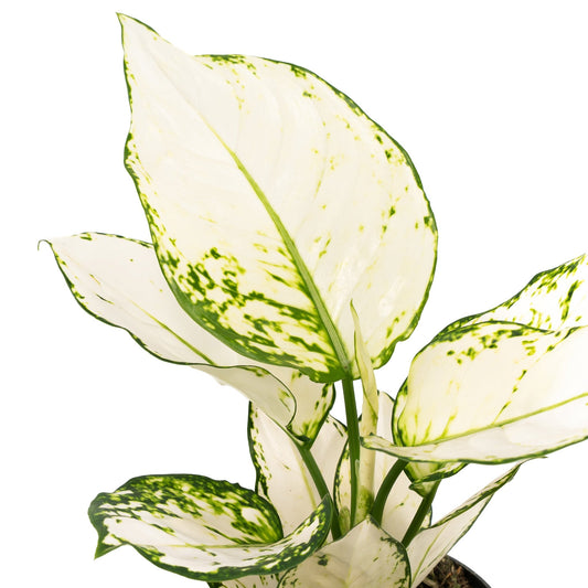 Aglaonema 12cm Surprise Tray White - Green Plant The Horti House