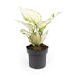Aglaonema 12cm Surprise Tray White - Green Plant The Horti House