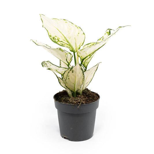 Aglaonema 12cm Surprise Tray White - Green Plant The Horti House
