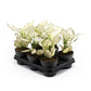 Aglaonema 12cm Surprise Tray White - Green Plant The Horti House