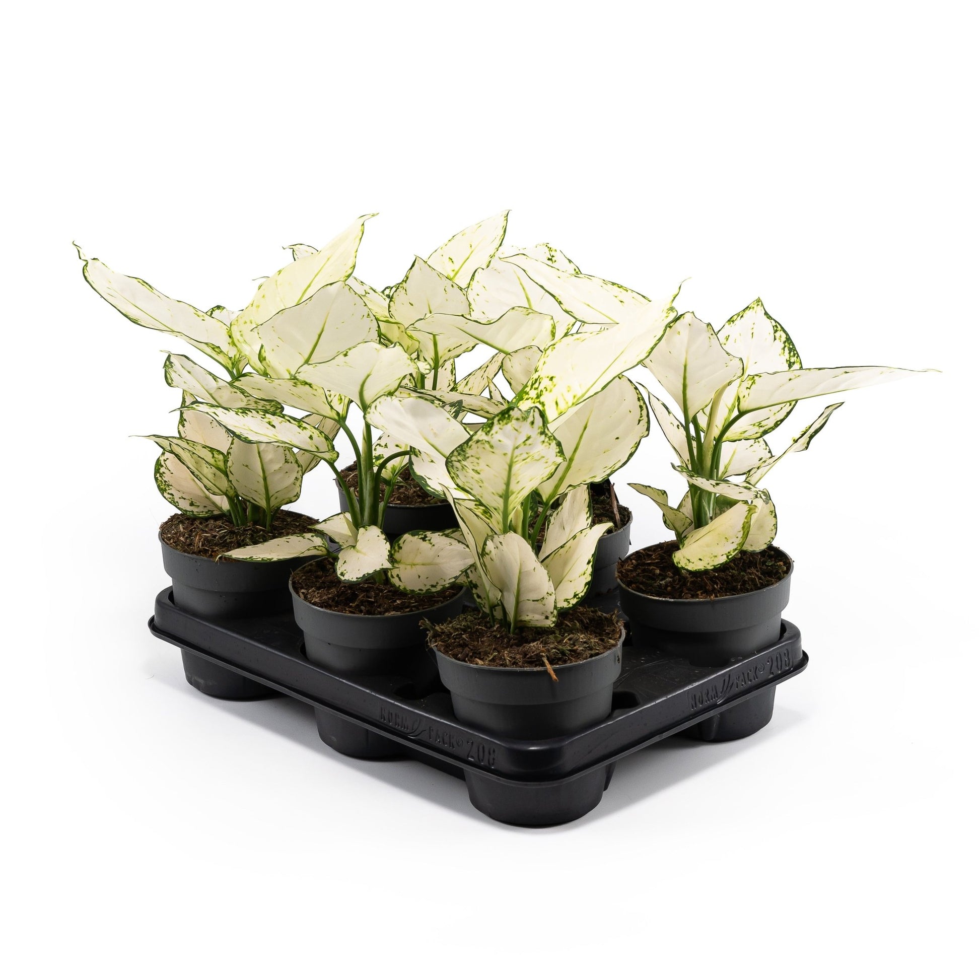 Aglaonema 12cm Surprise Tray White - Green Plant The Horti House