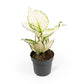 Aglaonema 12cm Surprise Tray White - Green Plant The Horti House