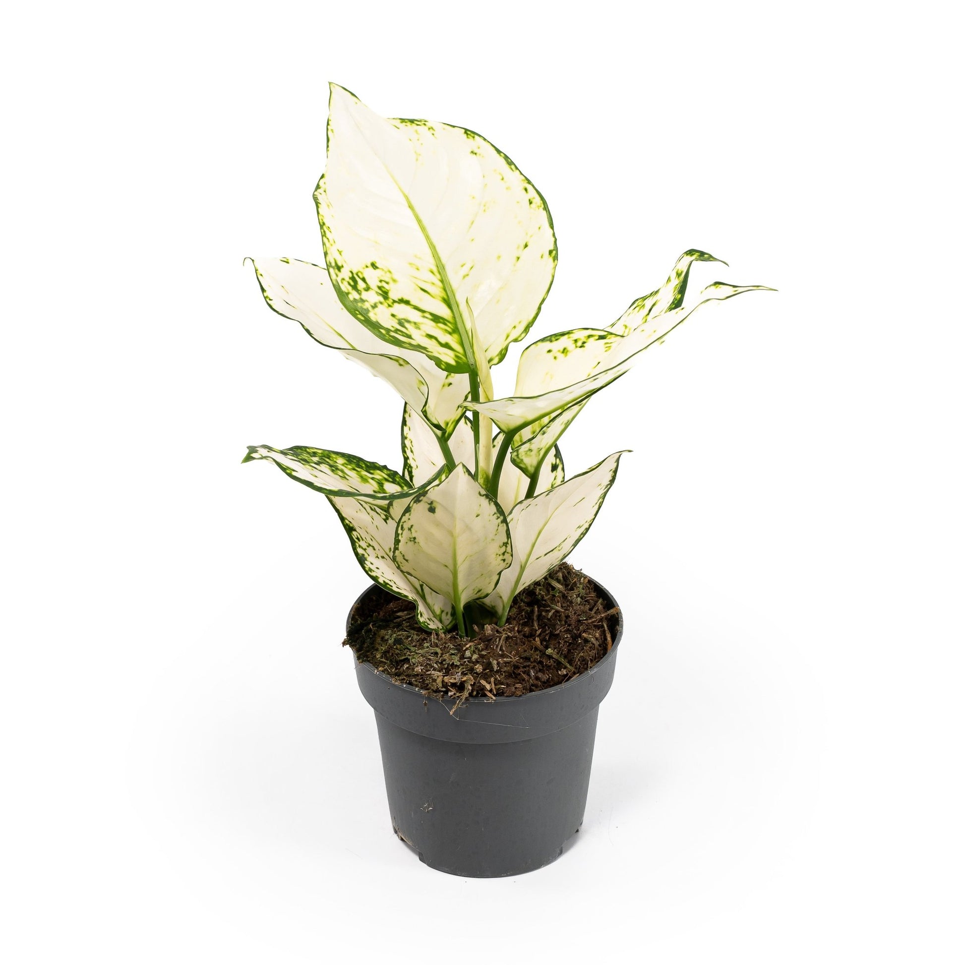 Aglaonema 12cm Surprise Tray White - Green Plant The Horti House