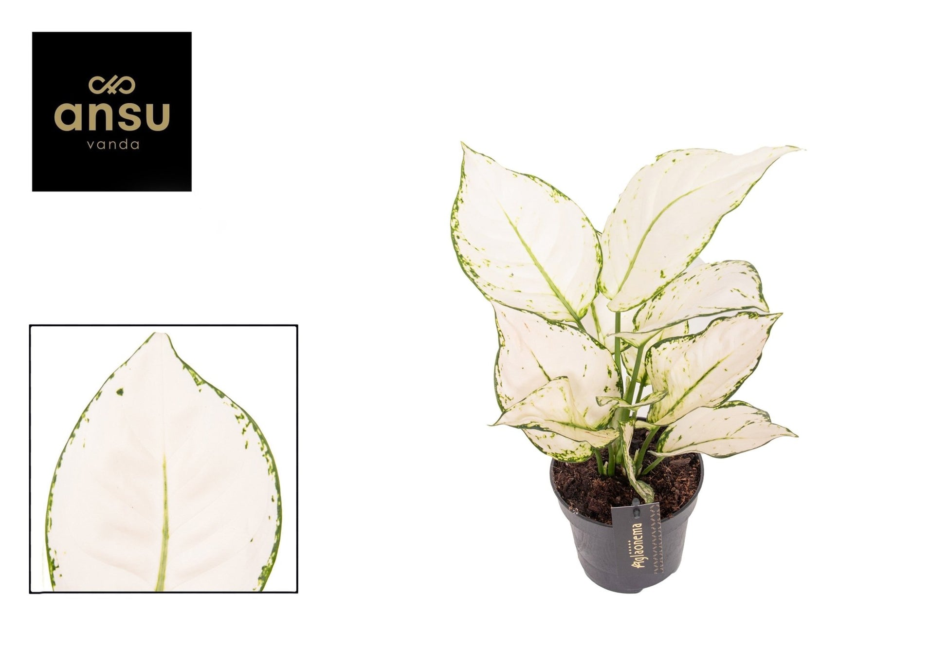 Aglaonema 12cm White Joy - Green Plant The Horti House