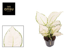 Aglaonema 12cm White Joy - Green Plant The Horti House