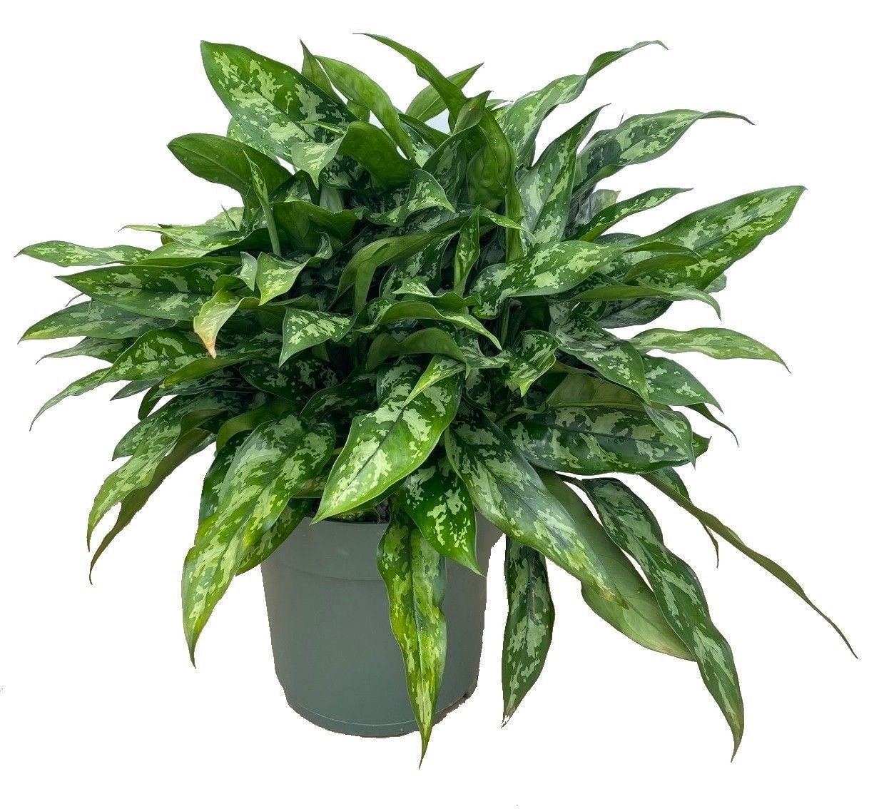 Aglaonema 27cm Maria Hydro - Hydroculture The Horti House