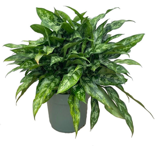 Aglaonema 27cm Maria Hydro