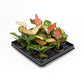 Aglaonema 5.5cm Mix - Foliage The Horti House