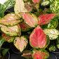 Aglaonema 5.5cm Mix - Foliage The Horti House