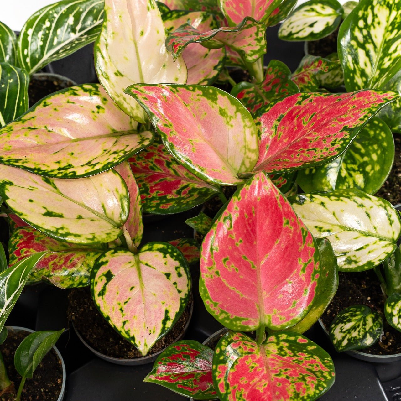 Aglaonema 5.5cm Mix - Foliage The Horti House