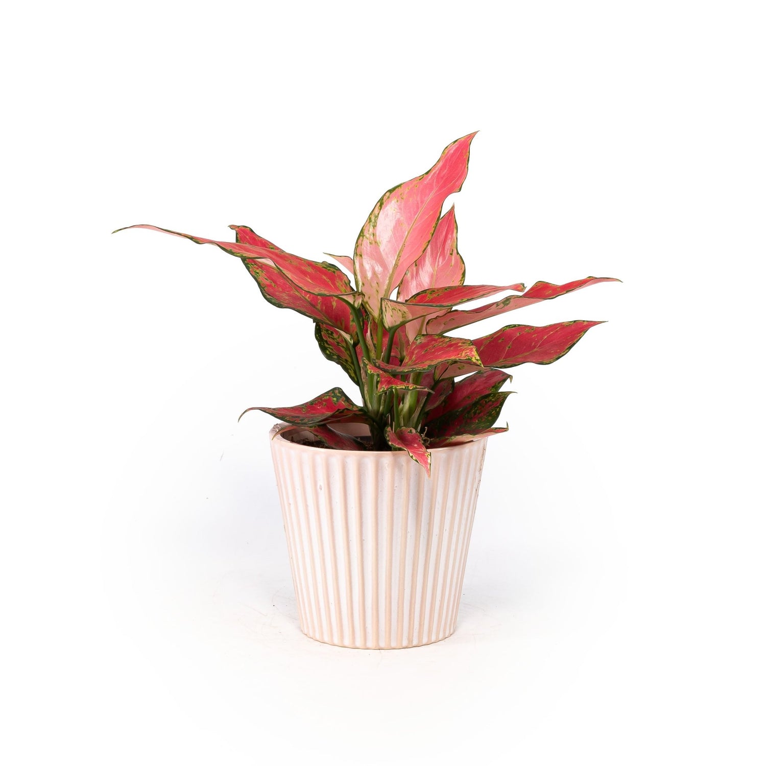 Blue Diamond Plants in Pots