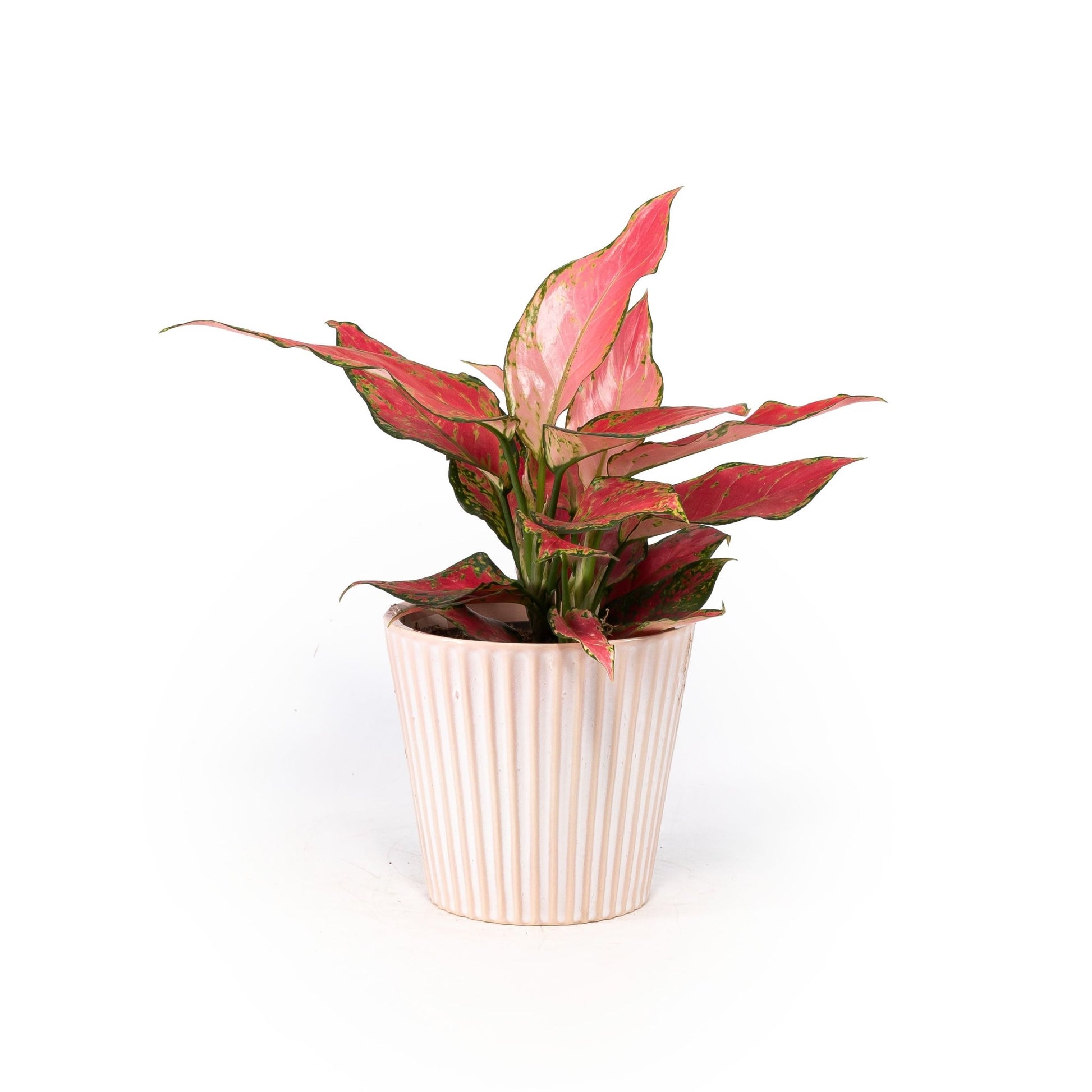 Aglaonema 12cm in Hampshire Ceramic - Green Plant The Horti House