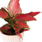 Aglaonema 12cm in Hampshire Ceramic - Green Plant The Horti House