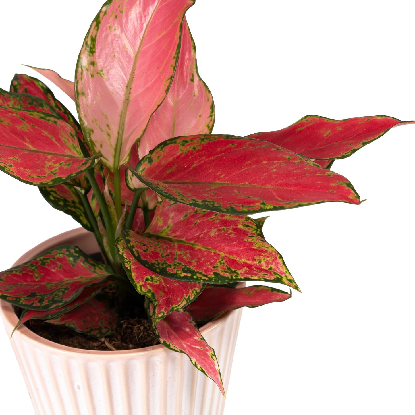Aglaonema 12cm in Hampshire Ceramic - Green Plant The Horti House