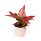 Aglaonema 12cm in Hampshire Ceramic - Green Plant The Horti House