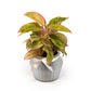 Aglaonema 12cm in Ribbed Glass - Green Plant The Horti House