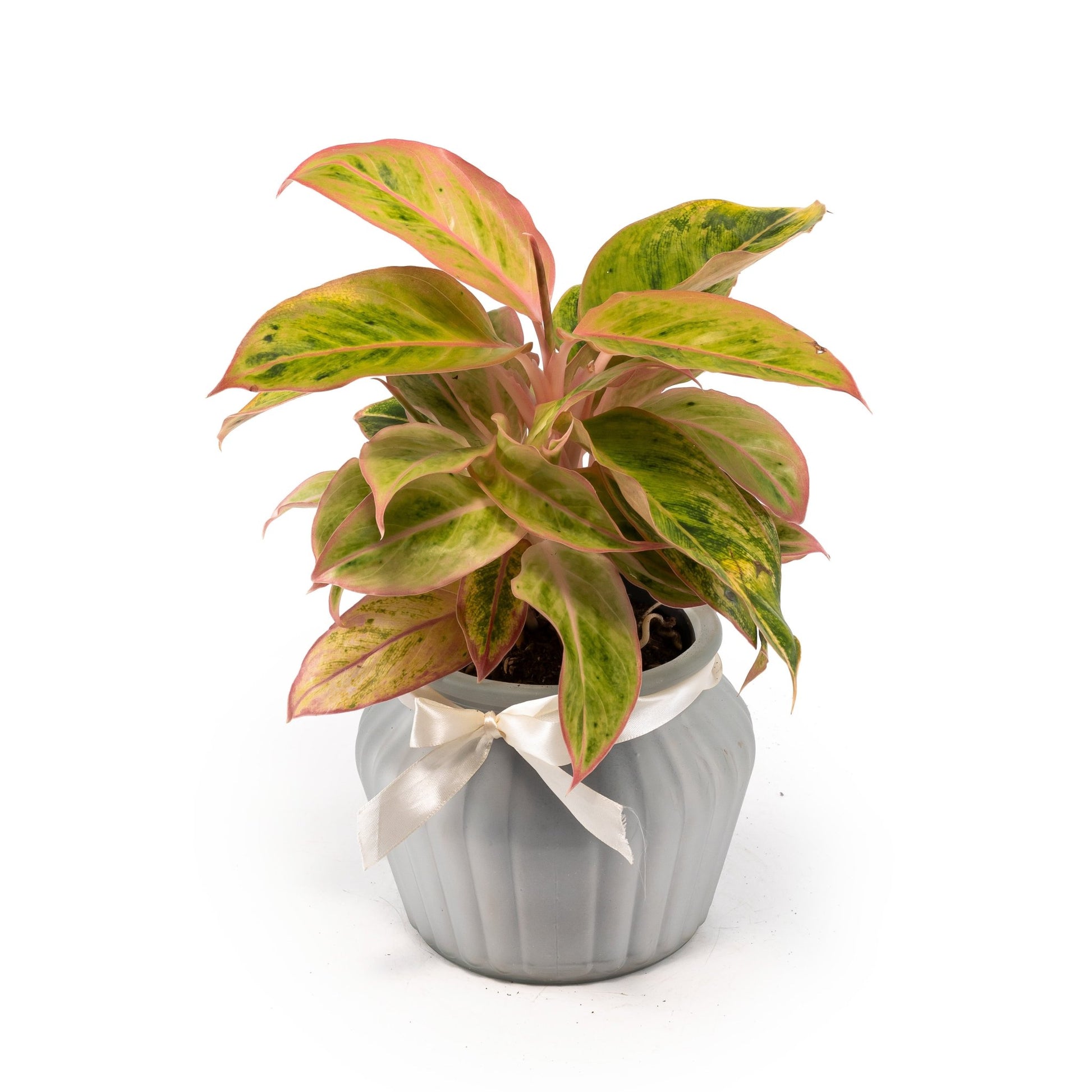 Aglaonema 12cm in Ribbed Glass - Green Plant The Horti House