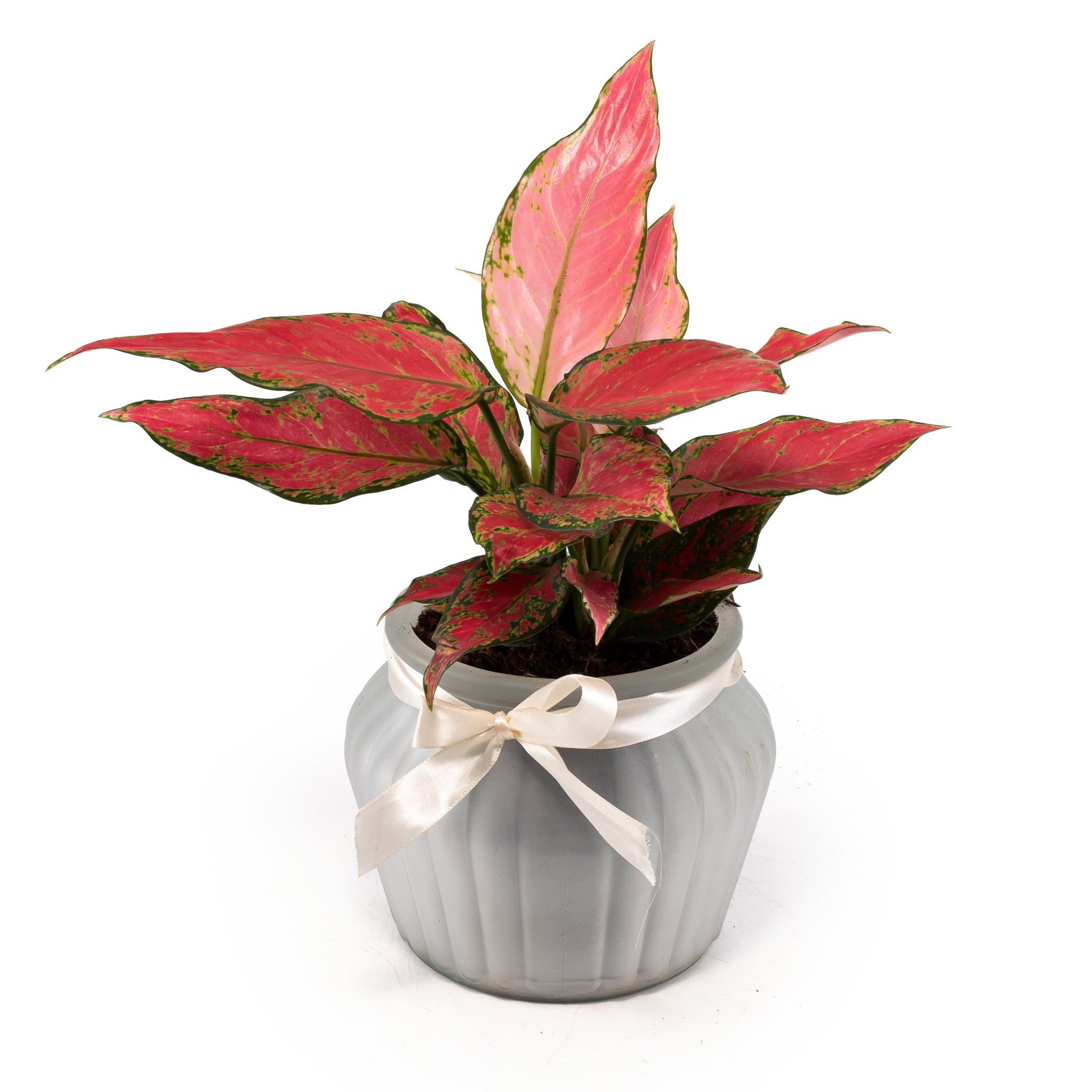 Aglaonema 12cm in Ribbed Glass - Green Plant The Horti House