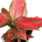 Aglaonema 12cm in Ribbed Glass - Green Plant The Horti House