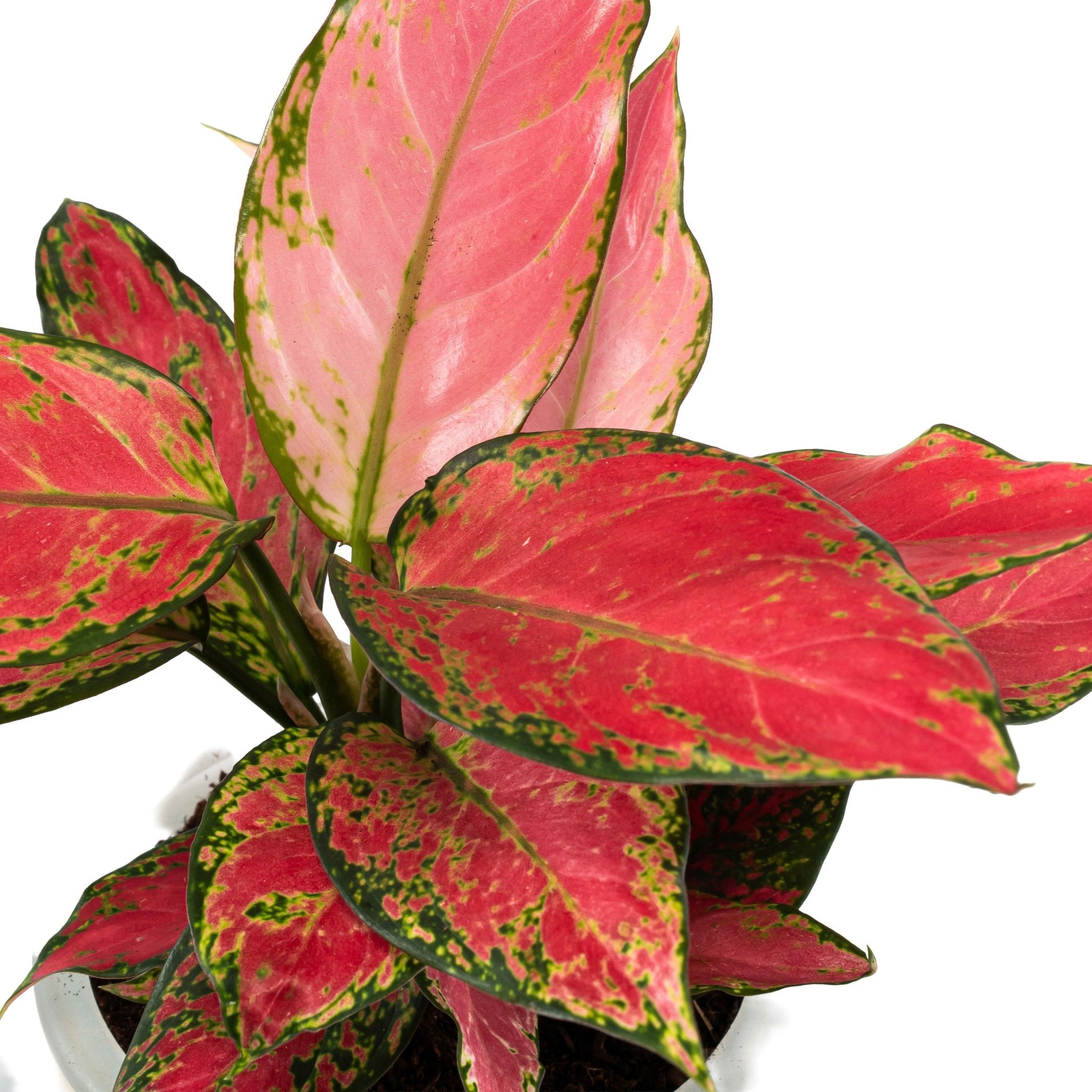 Aglaonema 12cm in Ribbed Glass - Green Plant The Horti House
