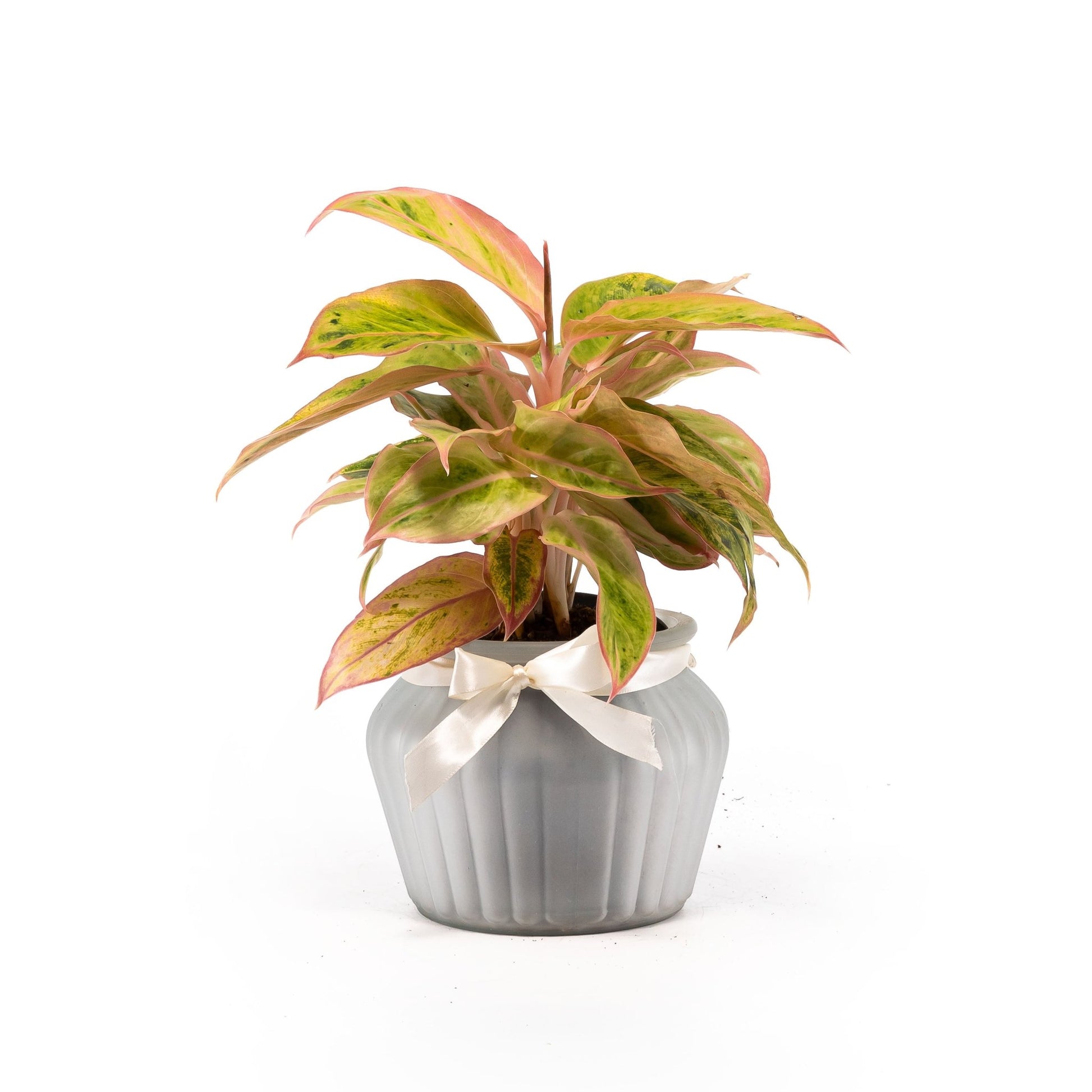 Aglaonema 12cm in Ribbed Glass - Green Plant The Horti House