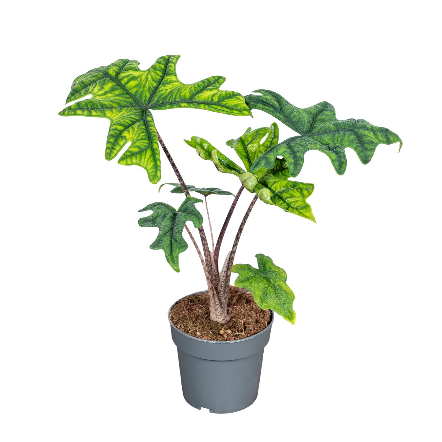 Alocasia 14cm Jacklyn - Green Plant The Horti House