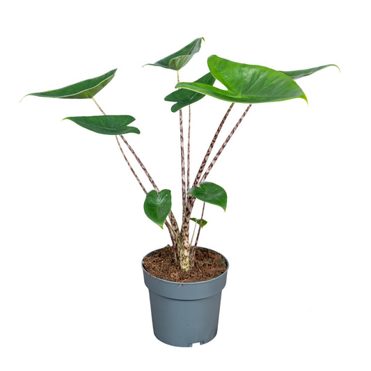 Alocasia 14cm Jacklyn - Green Plant The Horti House