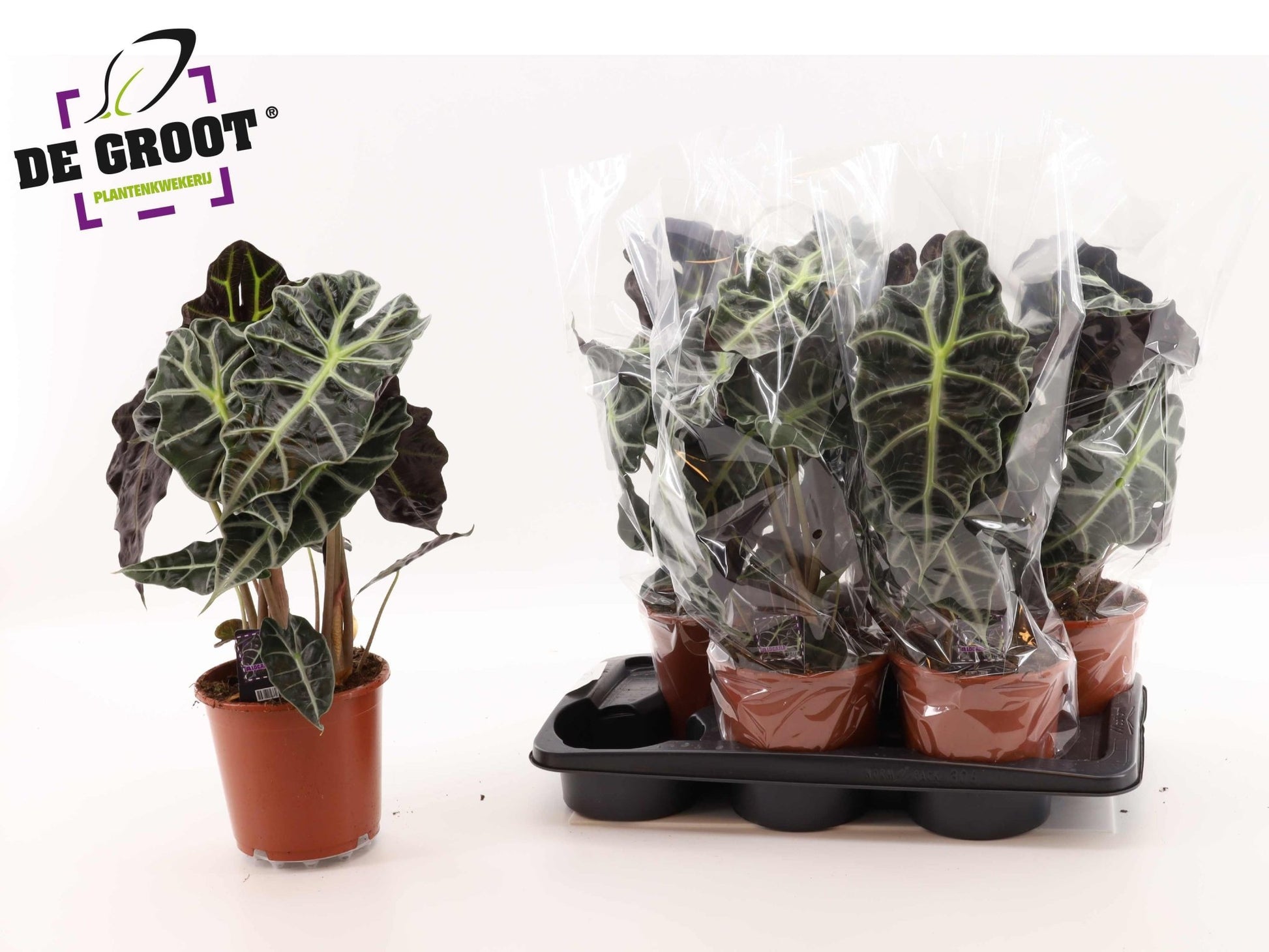 Alocasia 17cm Amazonica - Green Plant The Horti House