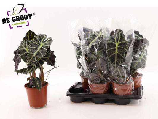 Alocasia 17cm Amazonica - Green Plant The Horti House