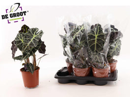 Alocasia 17cm Amazonica - Green Plant The Horti House