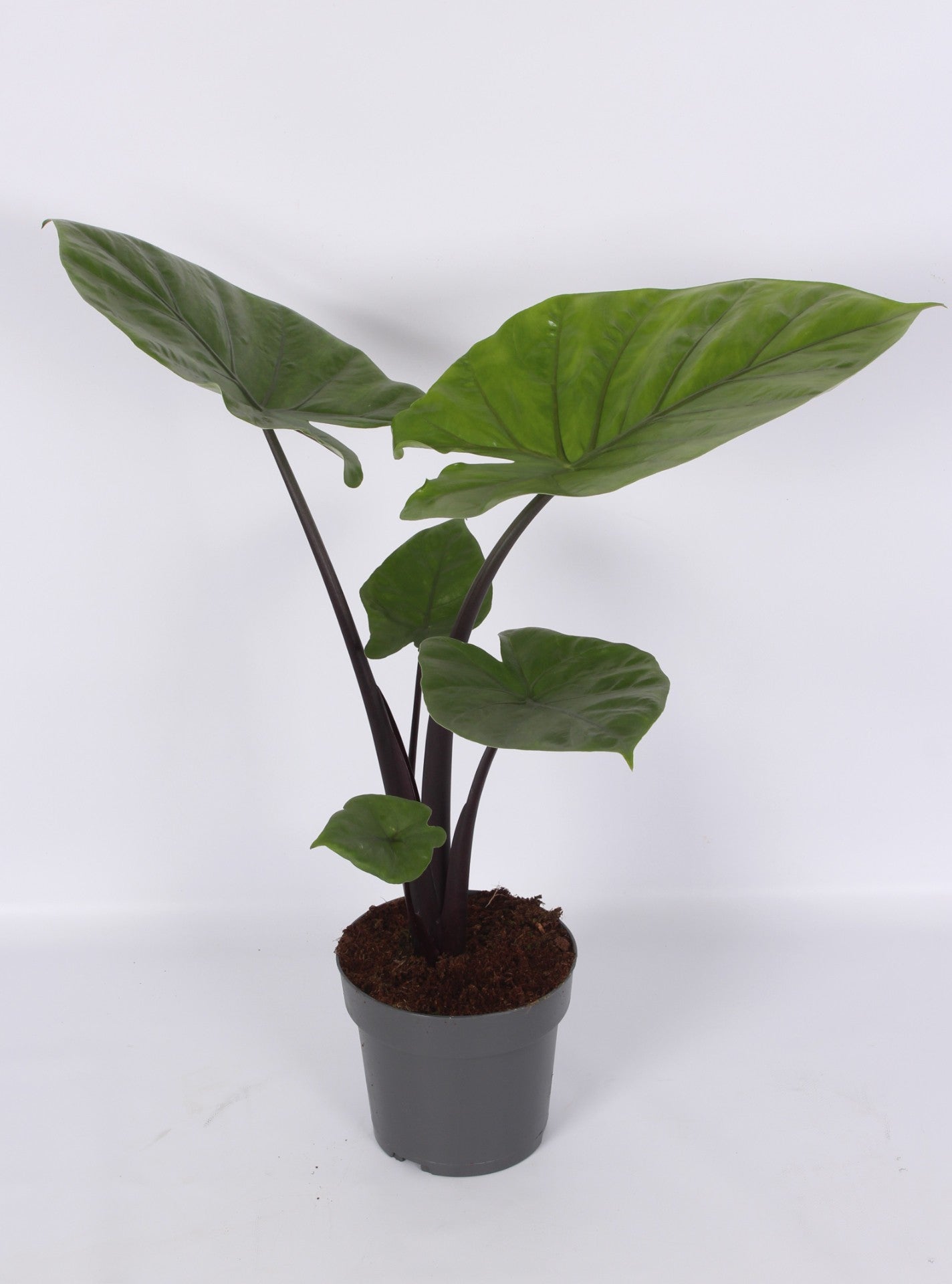 Alocasia 17cm Dark Star