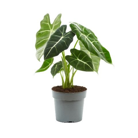 Alocasia 17cm Frydek - Green Plant The Horti House
