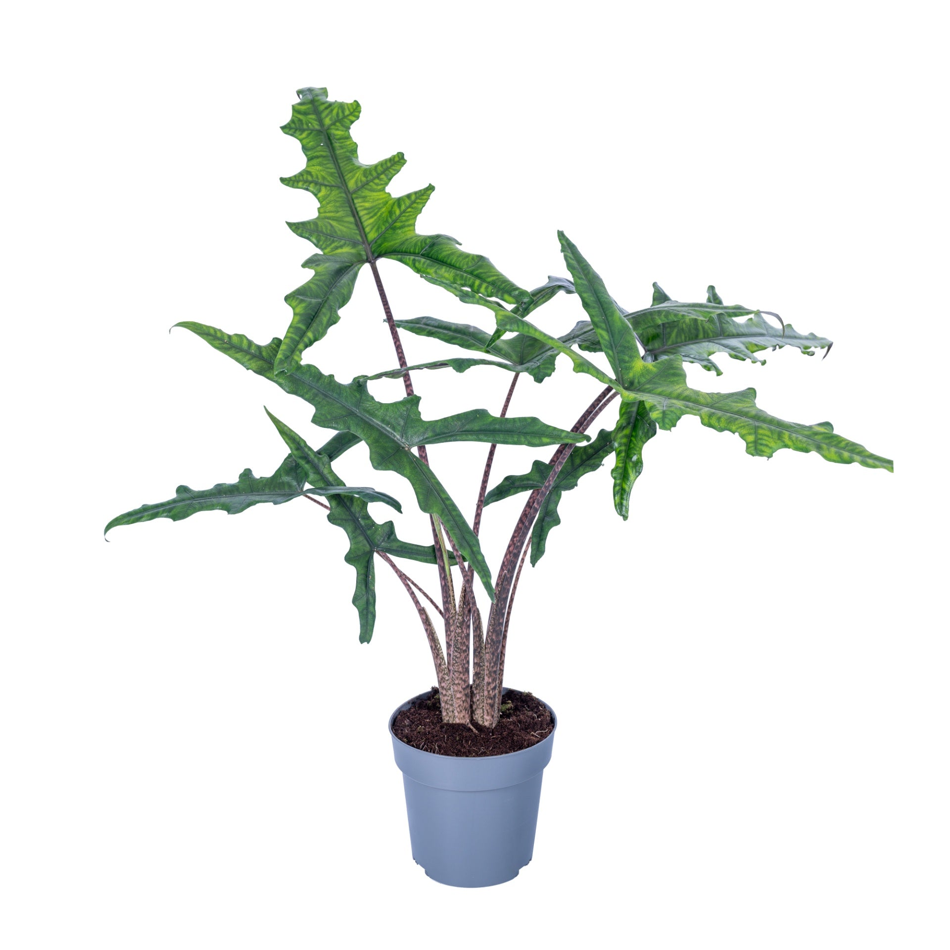 Alocasia 19cm Sabrina Narrow - Foliage The Horti House