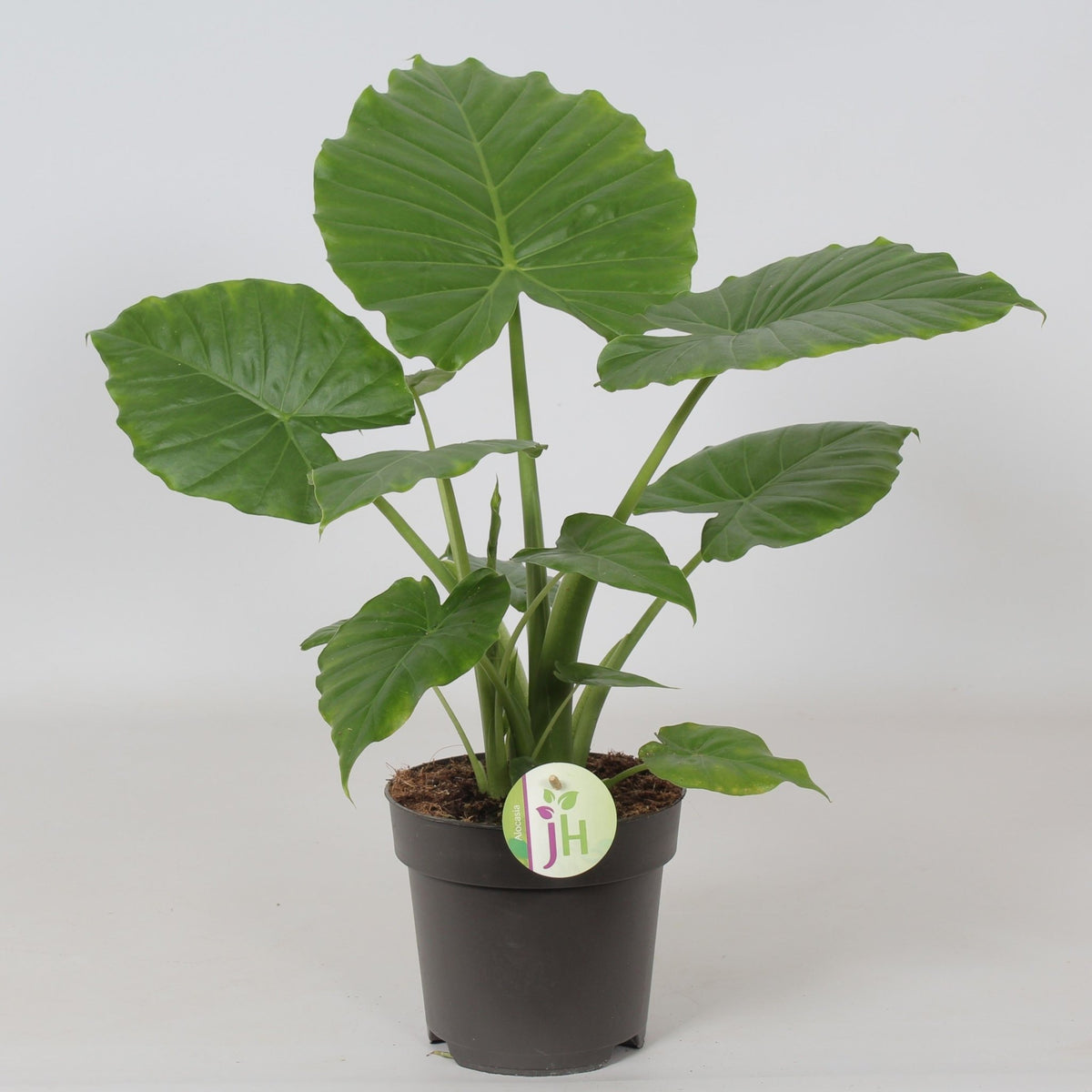 Alocasia 21cm Gageana California - Foliage The Horti House