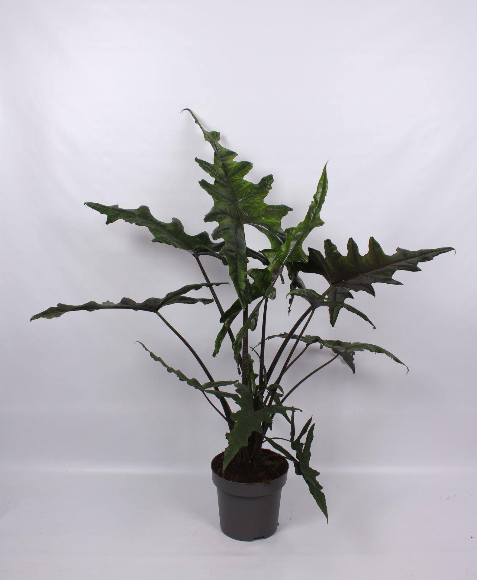 Alocasia 32cm Sabrina Narrow - Foliage The Horti House