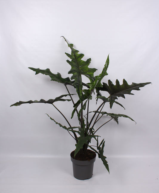 Alocasia 32cm Sabrina Narrow - Foliage The Horti House